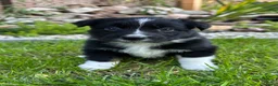 Australian Shepherd honden te koop: Australian Shepherd puppy’s - Advertentie 3