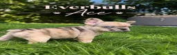 Franse Bulldog honden te koop: Franse Bulldog pups! Uniek dna+ arfe stamboom - Advertentie 22