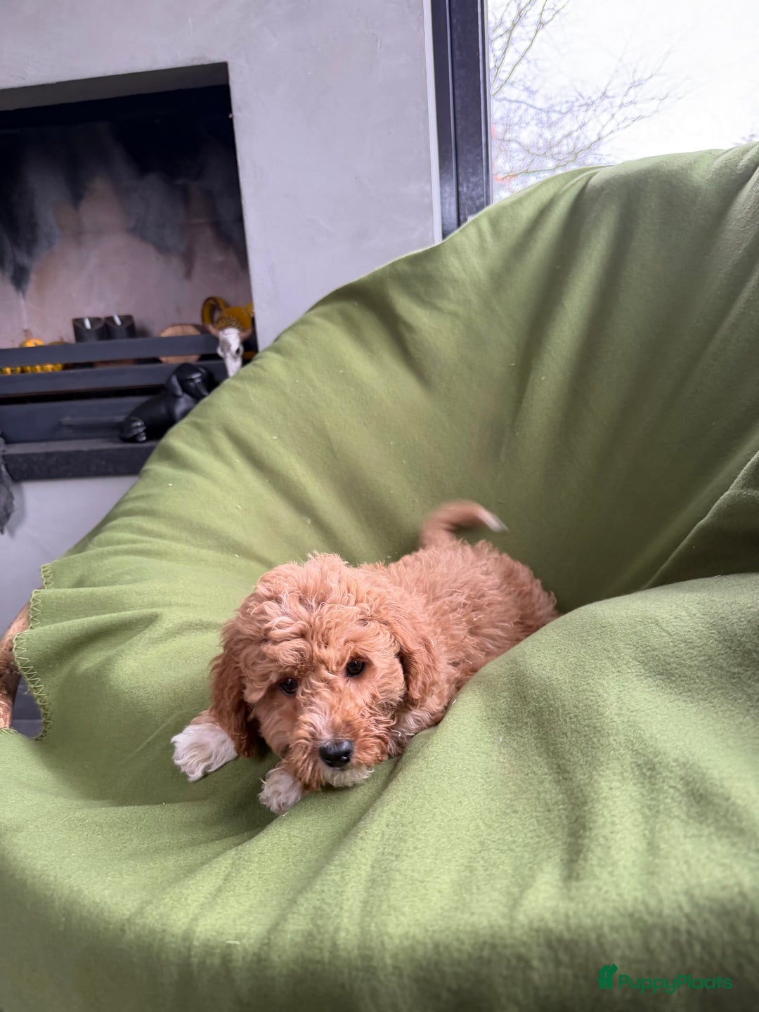 Labradoodle honden te koop: Mini Doodle (Dwergpoedel x Labradoodle) pups - Advertentie 26