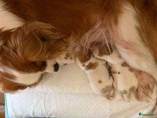 Cavalier King Charles Spaniel honden Prachtige cavalier king charles spaniel pups  - Advertentie 1