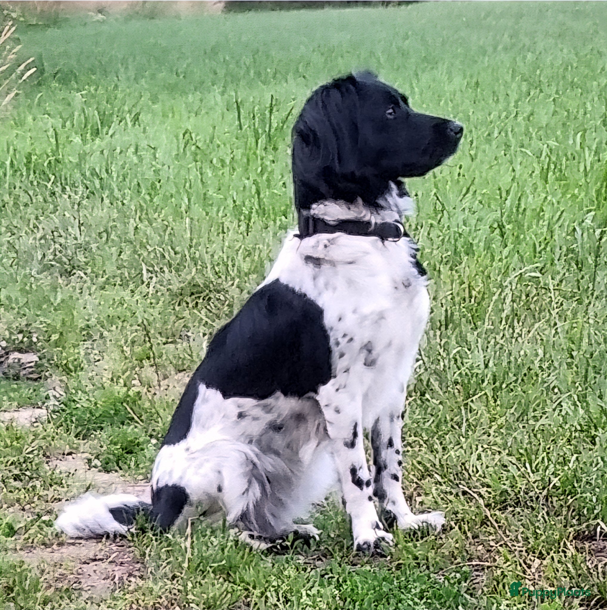 Friese Stabij honden Friese stabij  - Advertentie 1