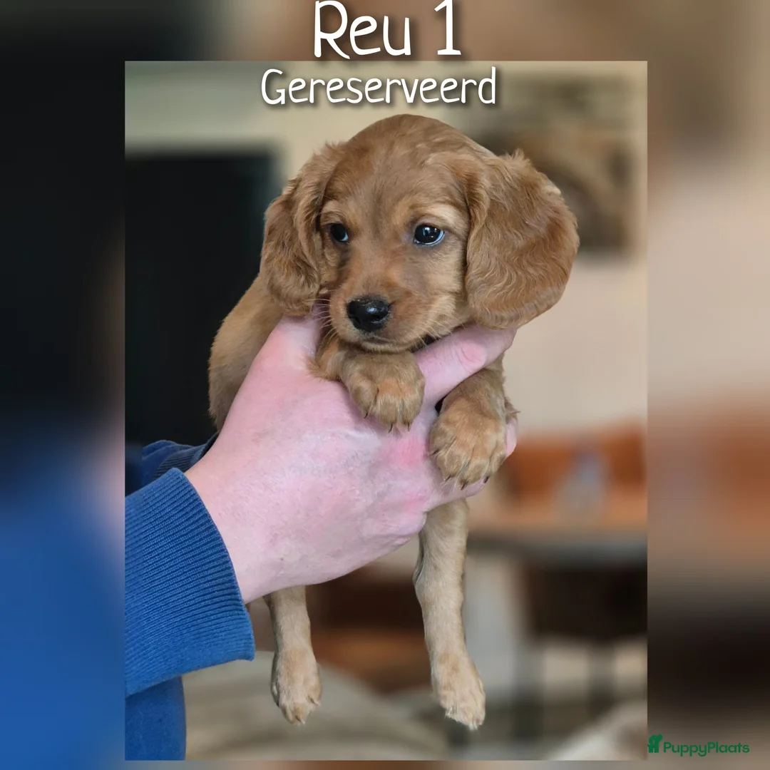 Cavapoo honden te koop: Prachtige Cavapoo pups beschikbaar  - Advertentie 5