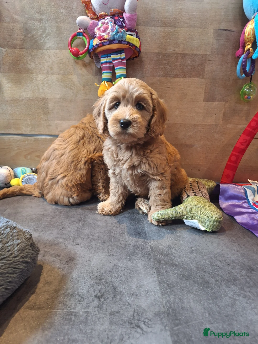 Kruising honden te koop: Australian labradoodle pups - Advertentie 13