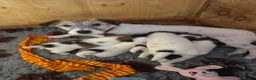 Jack Russel Terriër honden te koop: Jack Russel pups te koop met stamboom - Advertentie 1