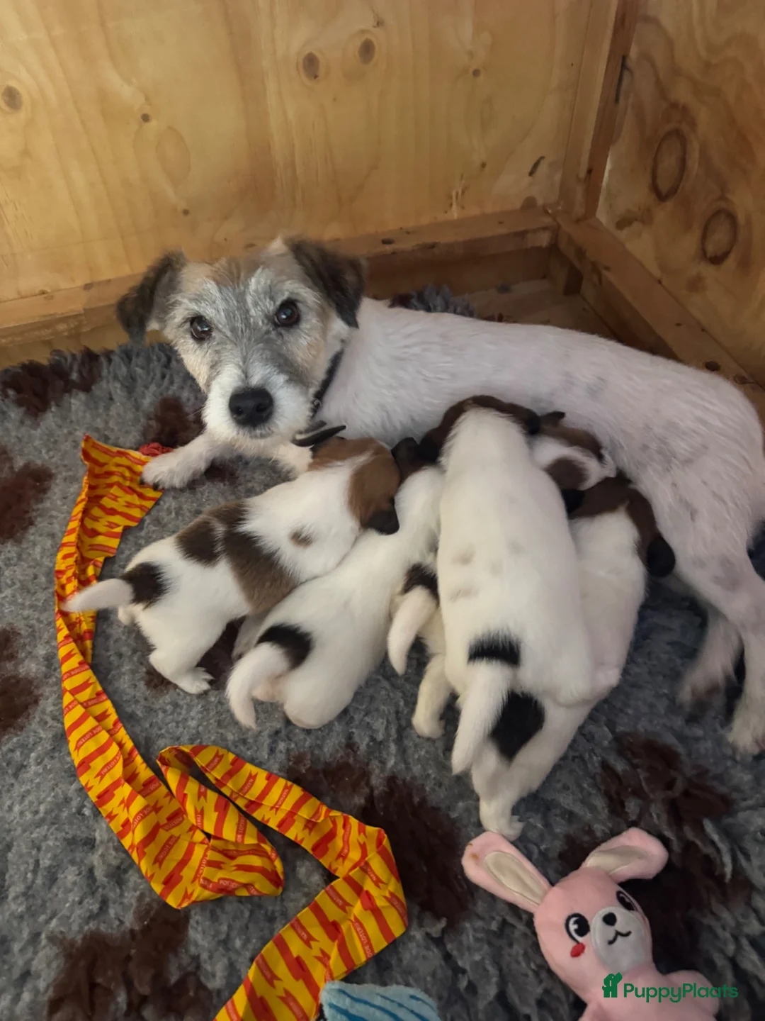 Jack Russel Terriër honden te koop: Jack Russel pups te koop met stamboom - Advertentie 1
