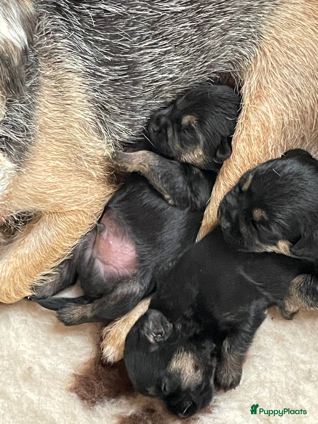 Border Terriër honden te koop: Border Terriër pups te koop - Afbeelding 8