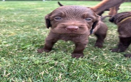 Duitse Staande Hond Langhaar honden te koop: Duitse staande langhaar pups  in Maastricht - Afbeelding 17