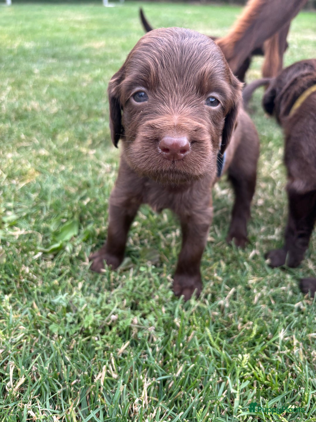 Duitse Staande Hond Langhaar honden te koop: Duitse staande langhaar pups  in Maastricht - Afbeelding 17
