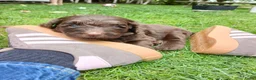 Labradoodle honden te koop: Lieve Labradoodle pups zoeken gouden mandje - Advertentie 6