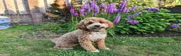 Labradoodle honden te koop: Mini labradoodle pups - Advertentie 4