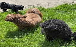 Shihpoo honden te koop: Shihpoo pups - Afbeelding 8