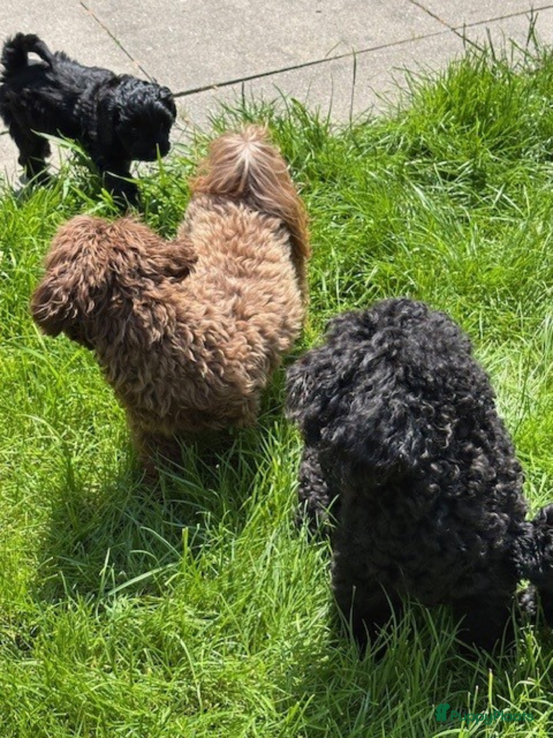 Shihpoo honden te koop: Shihpoo pups - Afbeelding 8