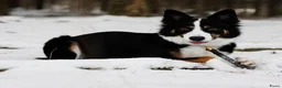 Border Collie honden te koop: Gezonde Border Collie pups stamboom (ISDS/FCI) - Advertentie 34