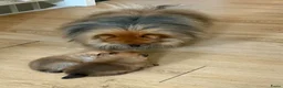 Pomeriaan honden ter dekking: Pomeriaan dekreu - Advertentie 6