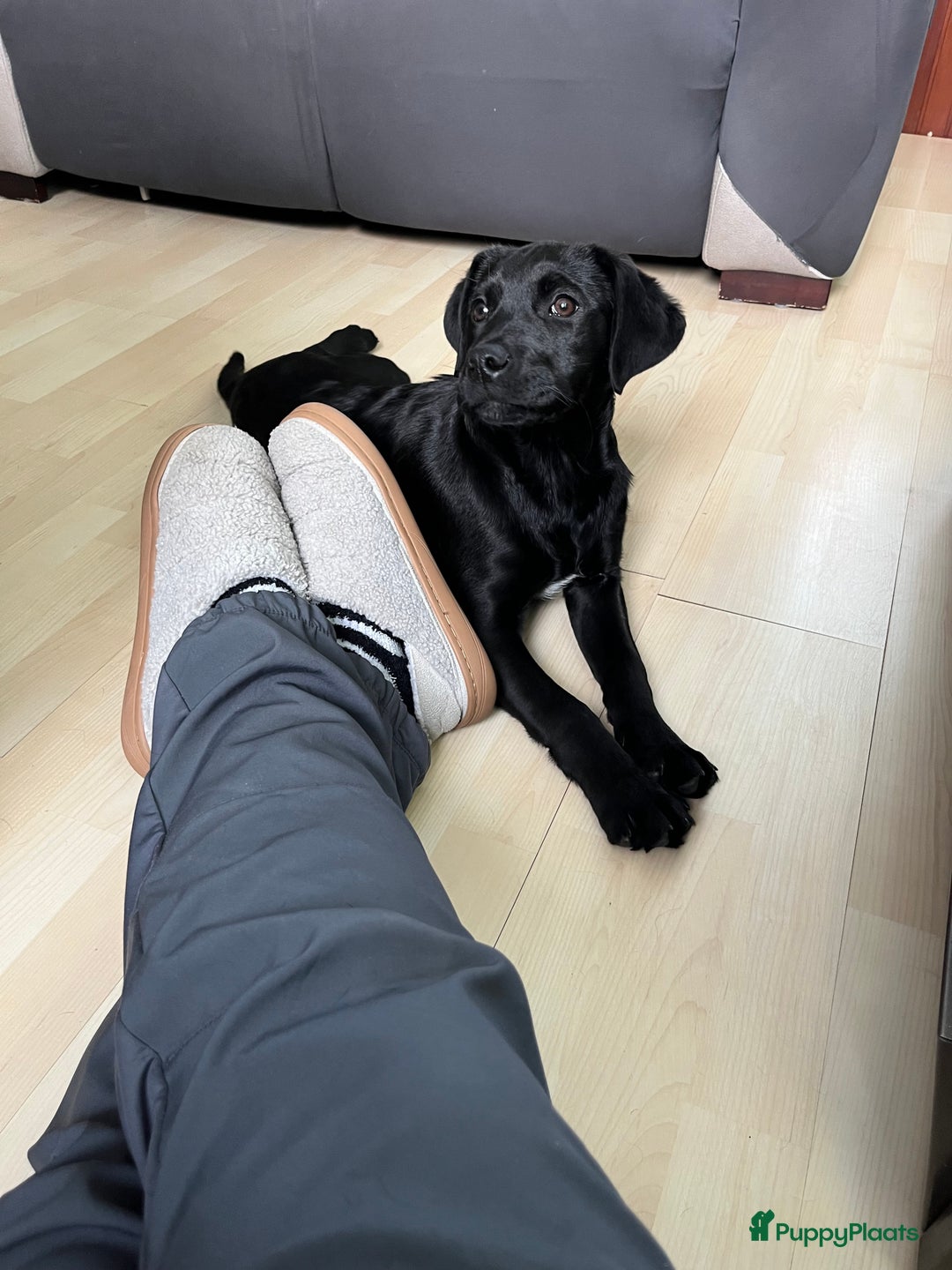 Kruising honden te koop: Labrador kruising kooiker  - Advertentie 4