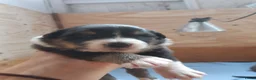 Kruising honden te koop:  Australian Shepherd (75%) x Bordercollie (25%) - Advertentie 17
