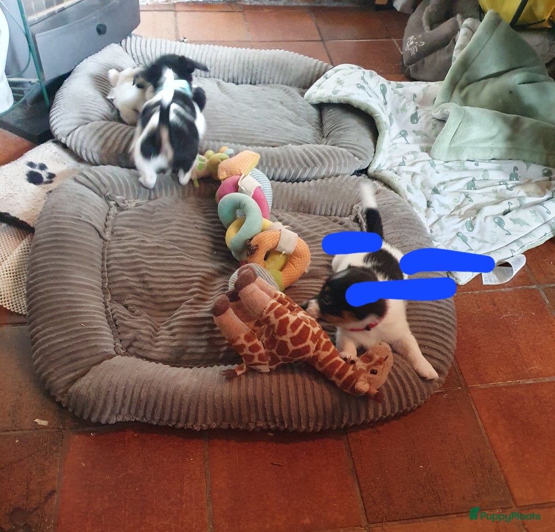 Jack Russel Terriër honden te koop: Lieve ruwharige JACK RUSSELTJES Laagbenig, dď - Afbeelding 23