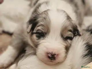 Australian Shepherd honden Australian Shepherd met stamboom - Advertentie 1