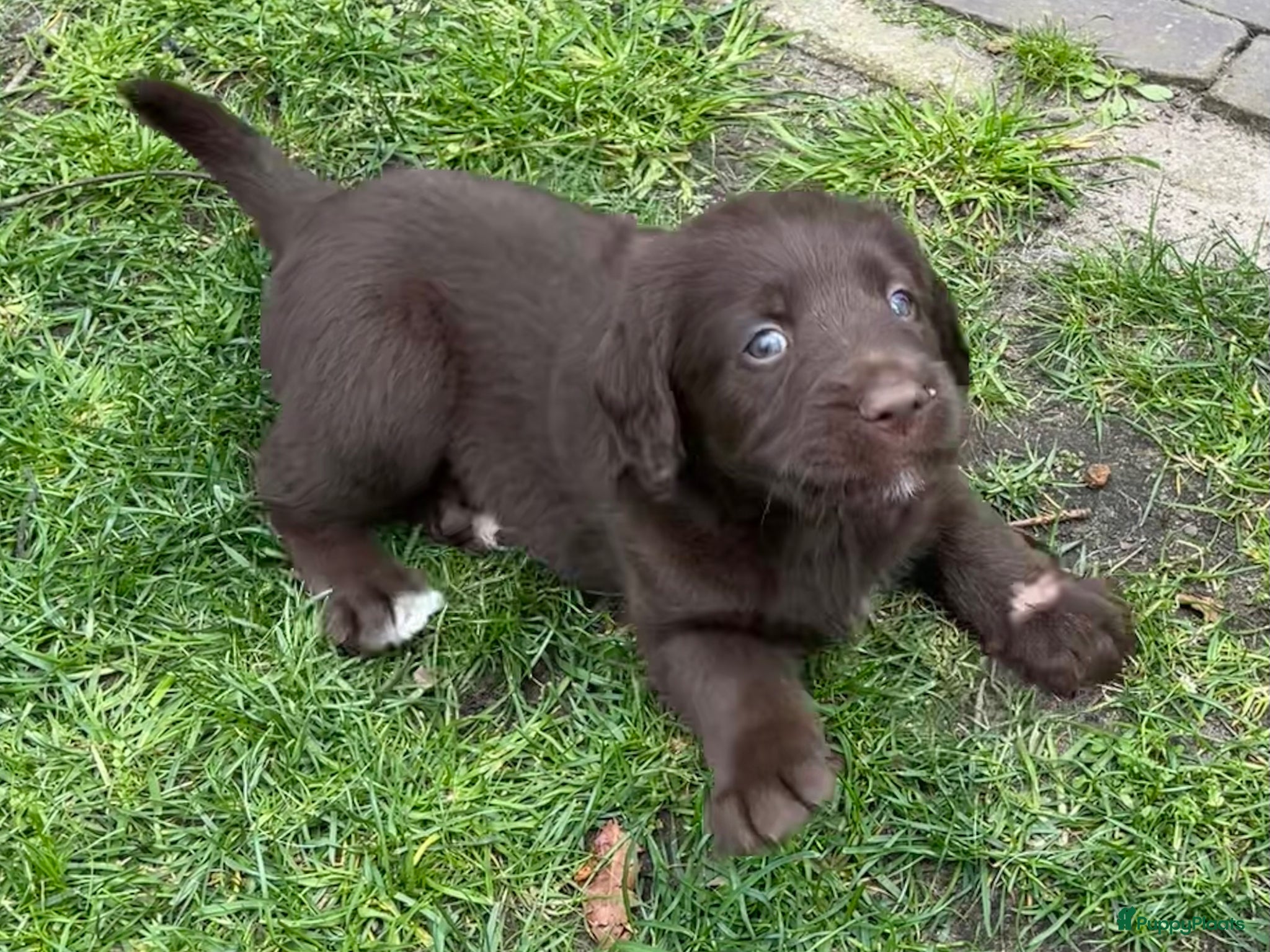 Labradoodle honden 5 unieke Labradoodles bruin met witte aftekeningen - Advertentie 1