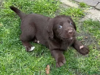 Labradoodle honden 5 unieke Labradoodles bruin met witte aftekeningen - Advertentie 1