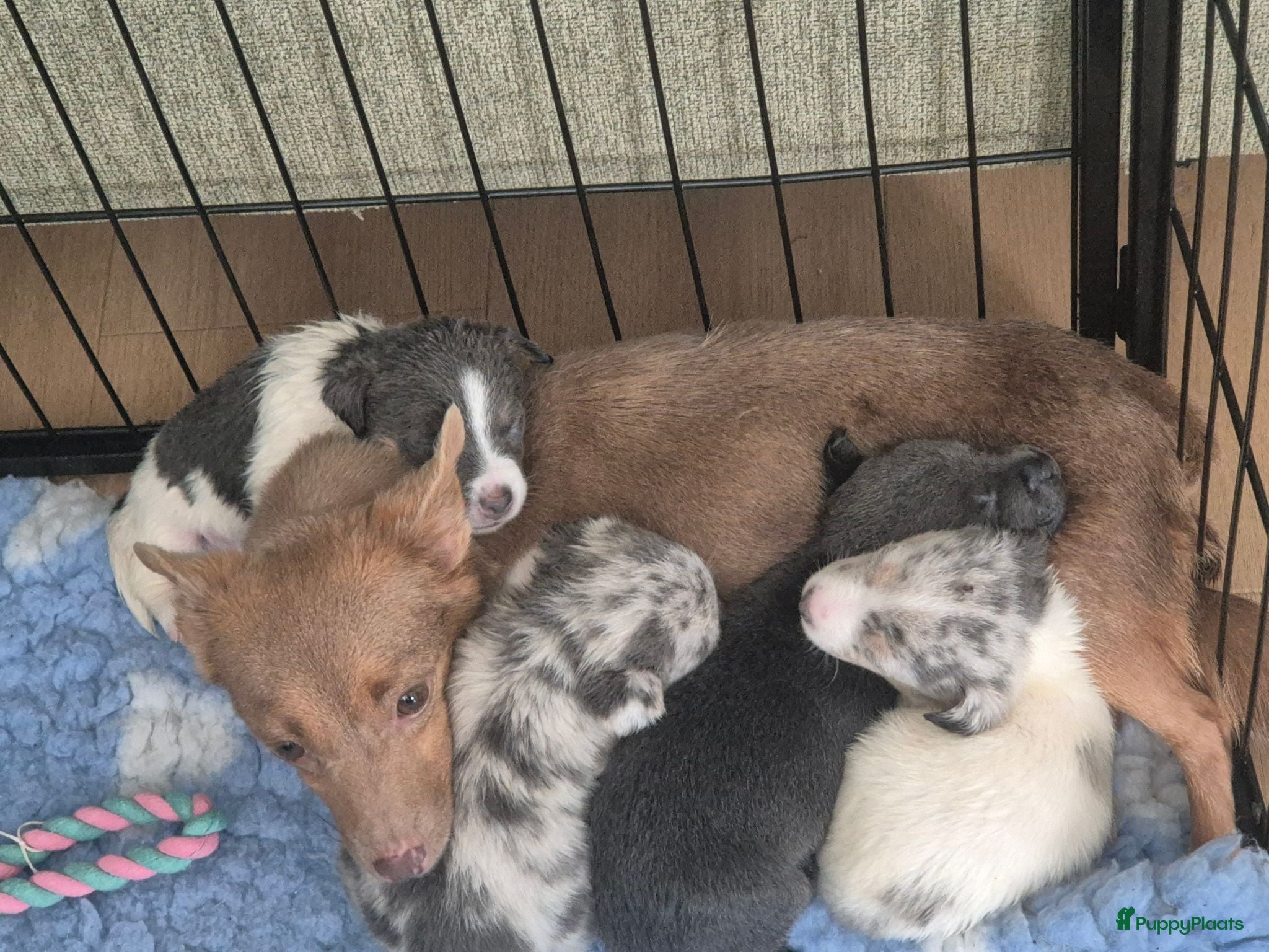 Kruising honden 7 prachtige pups allen teefjes - Advertentie 6