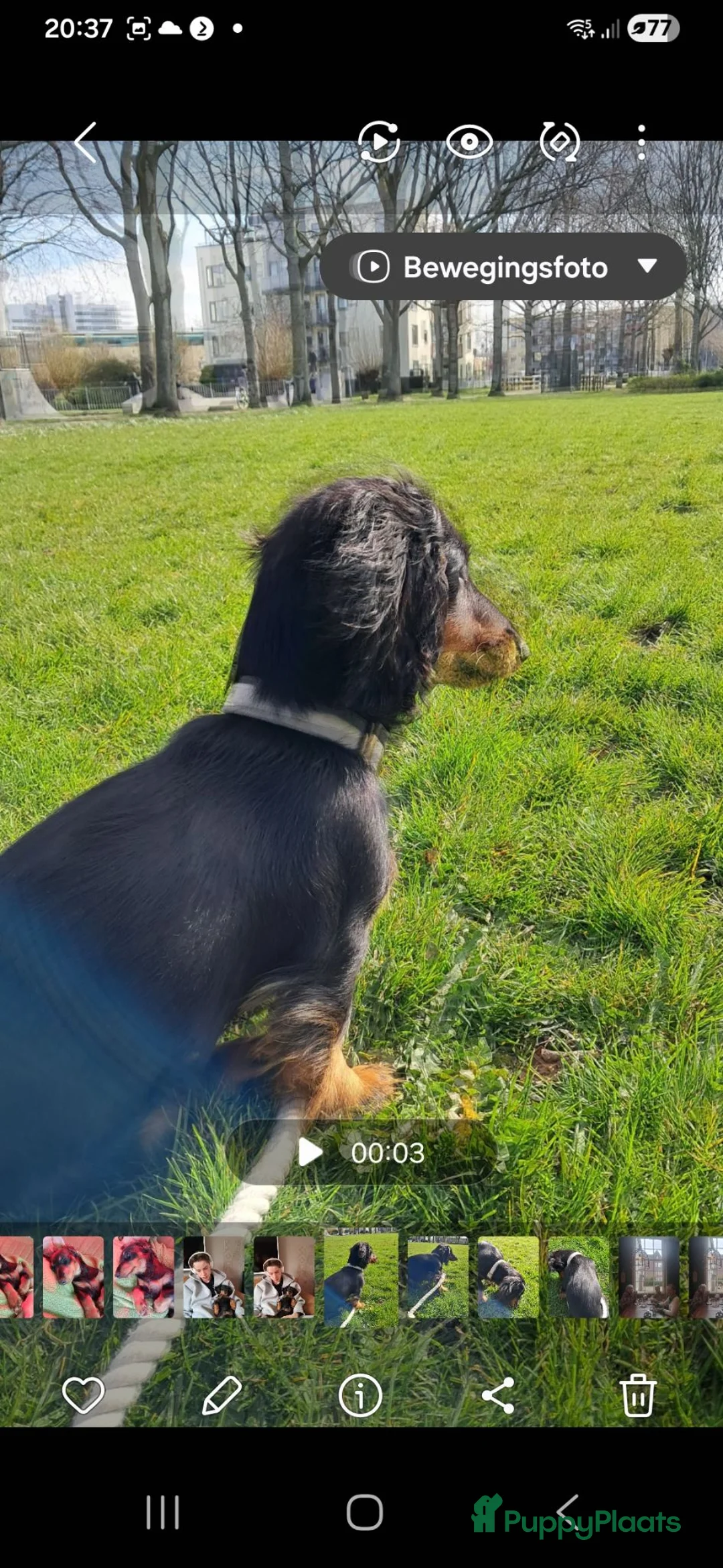 Teckel (langhaar) honden te koop: Dwerg teckel 9 maanden oud puppy cursus inbegrepen - Advertentie 2