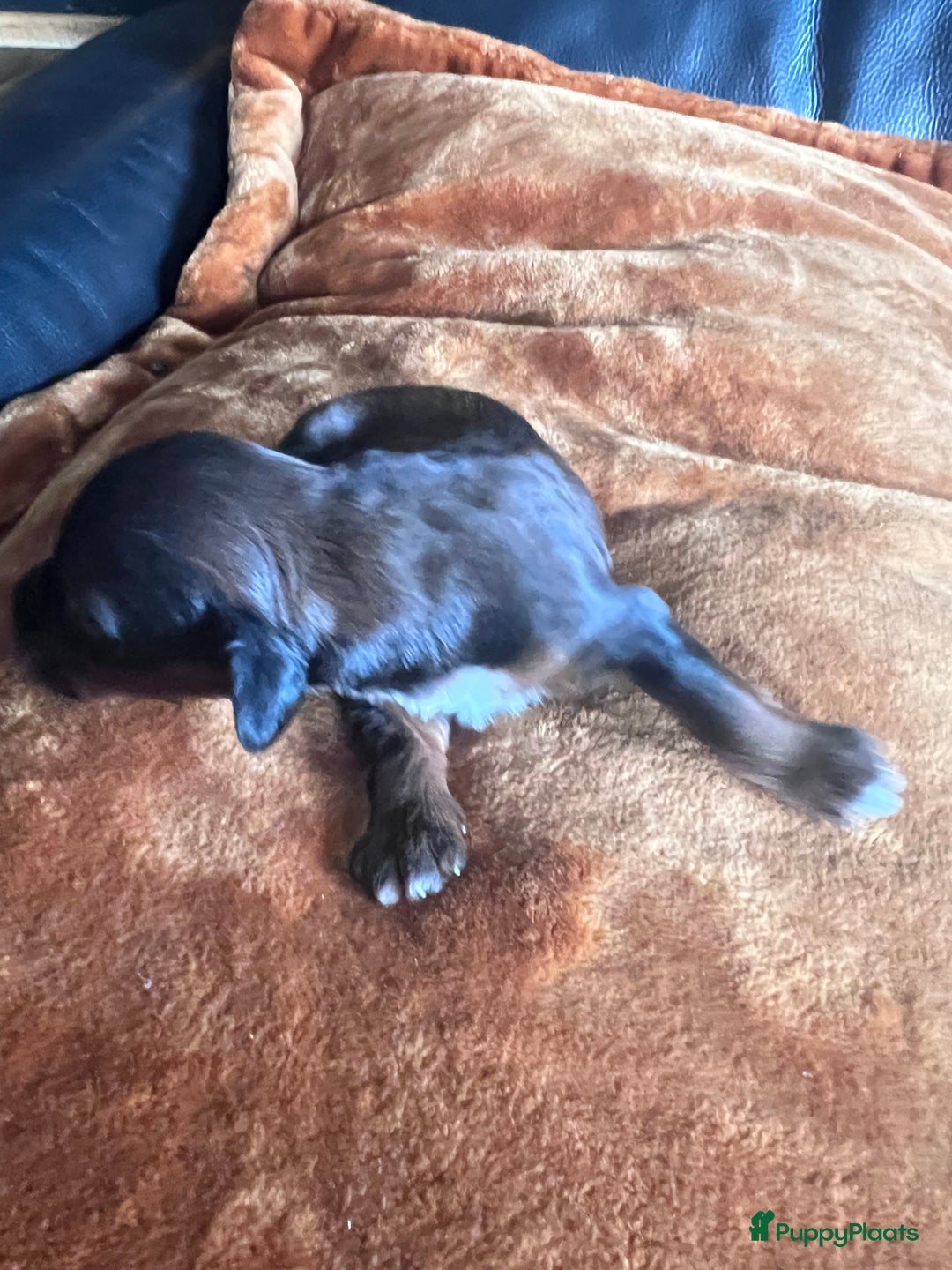 Cockapoo honden te koop: Cockapoo pups geboren  - Advertentie 6