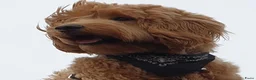 Australian Labradoodle honden te koop: Australian labradoodle pup! - Advertentie 5