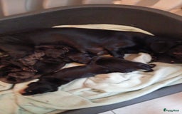 Teckel (korthaar)  honden te koop: teckel puppy 2reutjes 2 teefjes  - Afbeelding 13