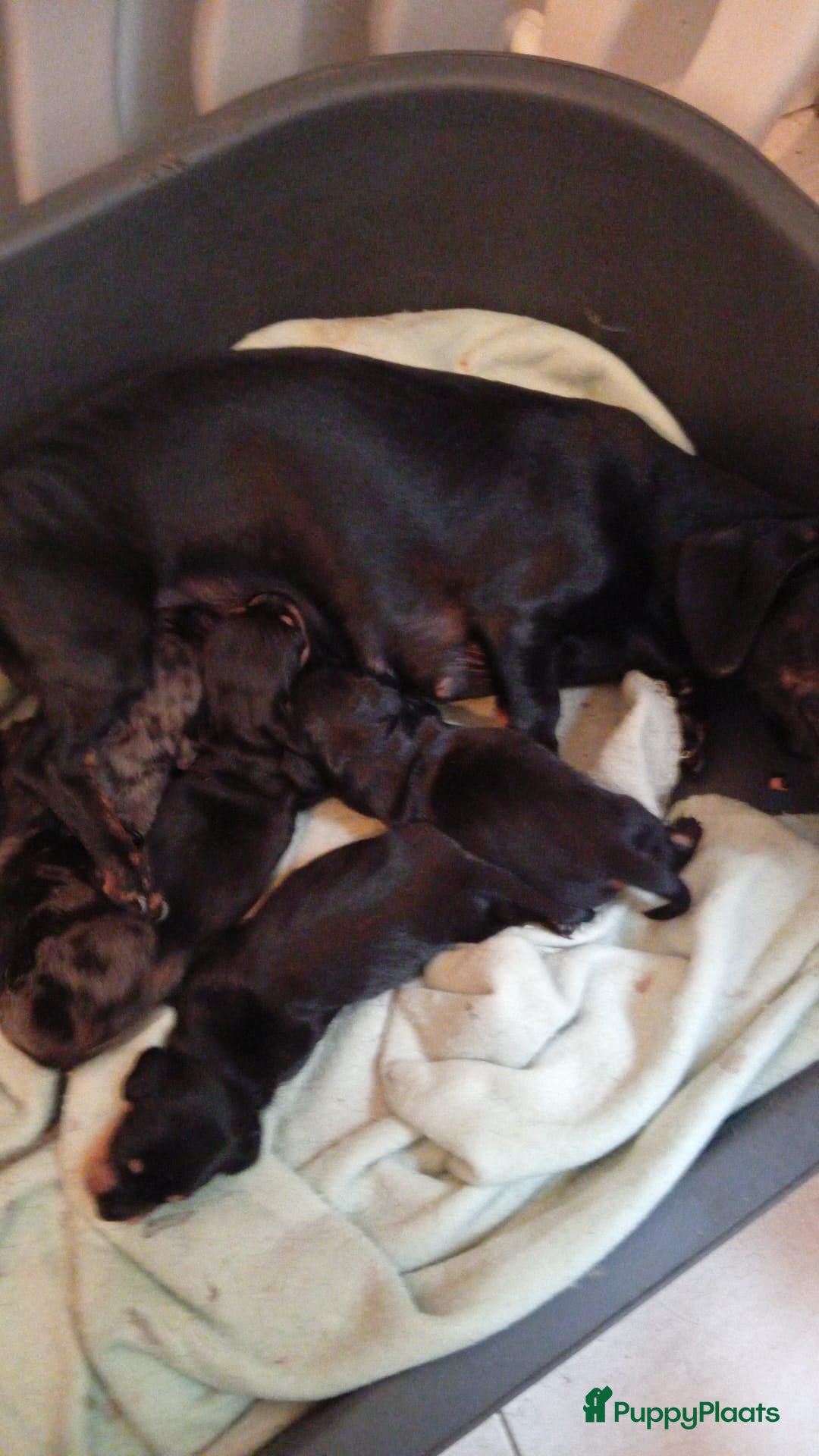 Teckel (korthaar)  honden te koop: teckel puppy 2reutjes 2 teefjes  - Afbeelding 13