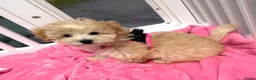 Maltipoo honden te koop: Mini maltipoo pups thuis geboren en grootgebracht - Advertentie 5