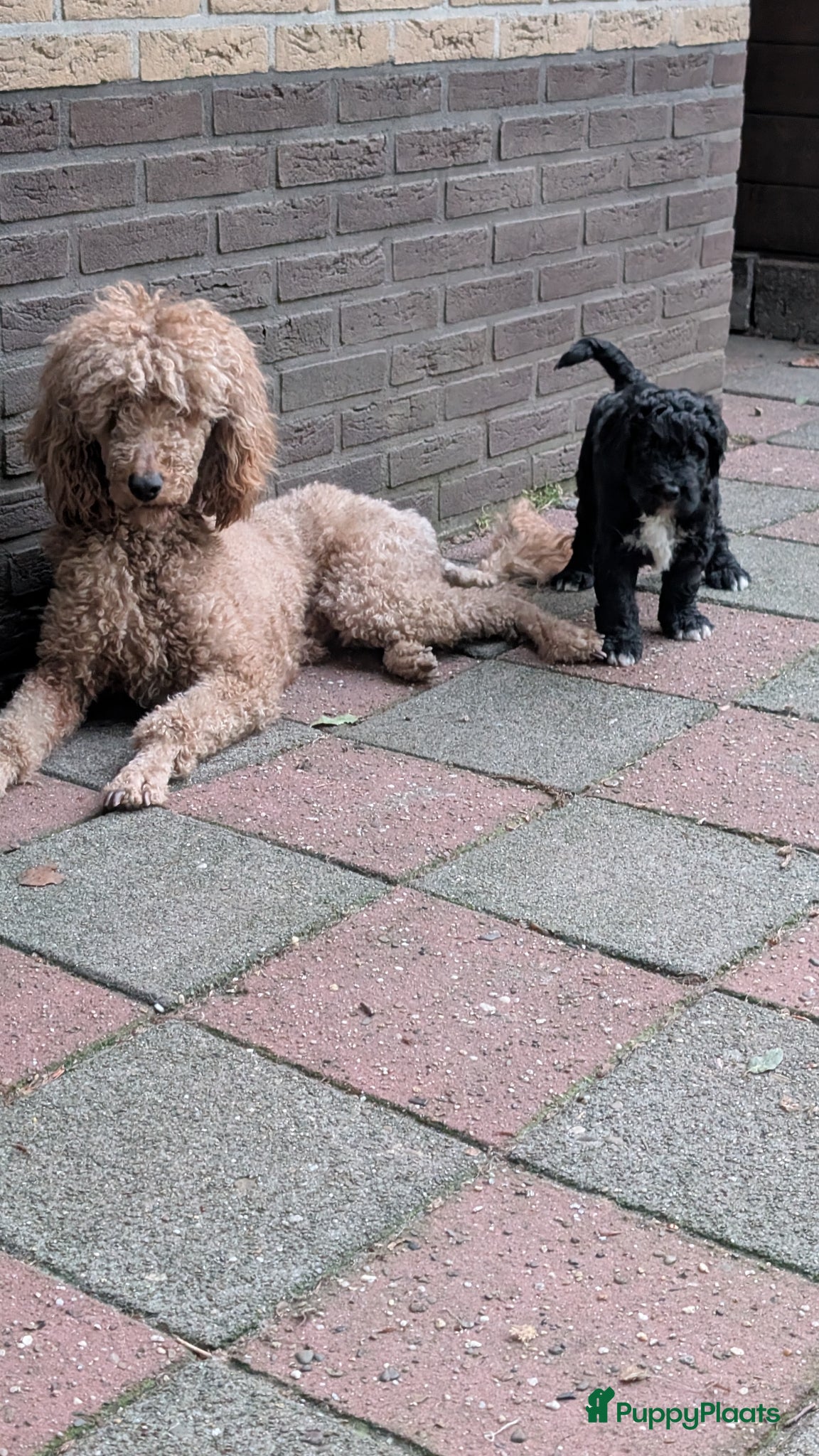 Bernedoodle honden te koop: Bernedoodle pups (Koningspoedel x Berner Sennen) in Nunspeet - Advertentie 14