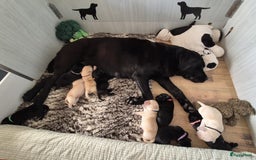 Labrador Retriever honden te koop: Zwarte en gele labrador pups met stamboom - Afbeelding 19