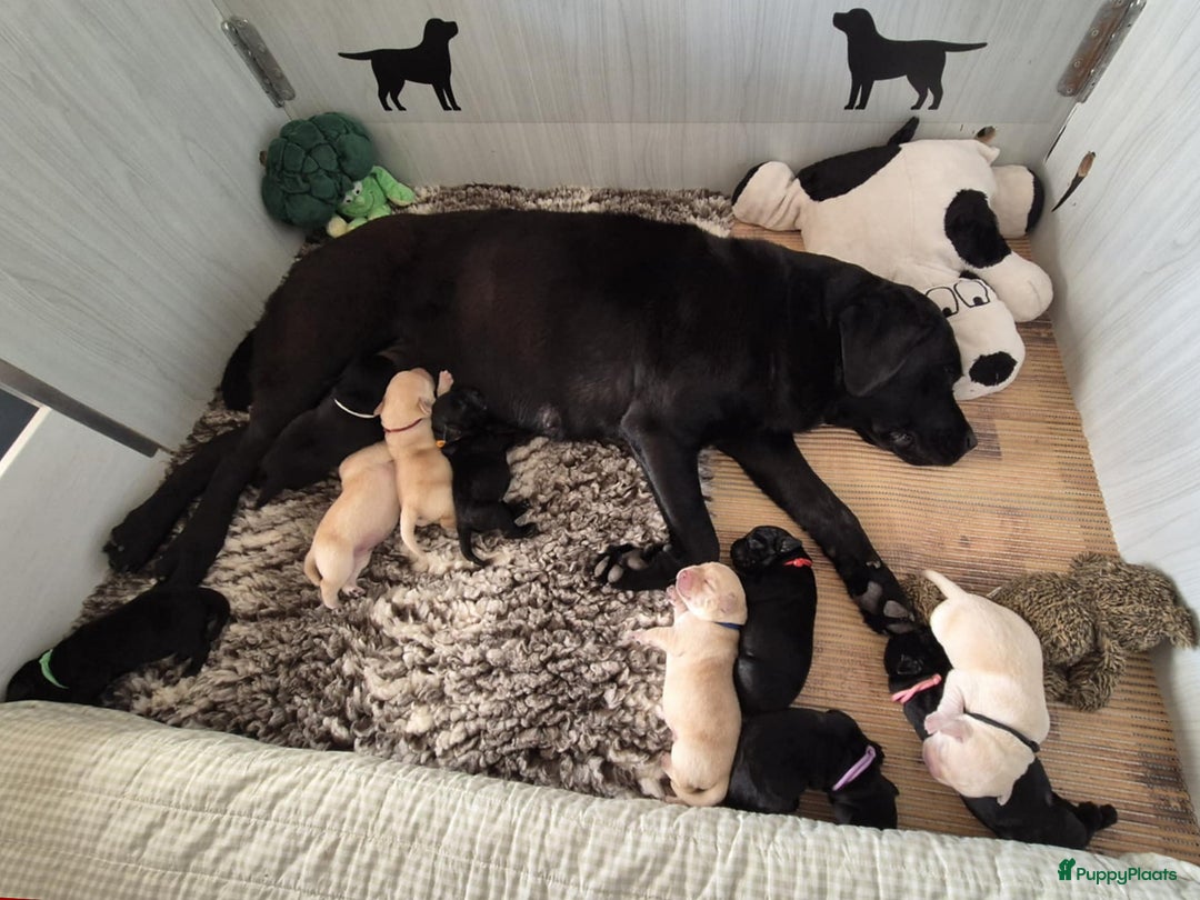 Labrador Retriever honden te koop: Zwarte en gele labrador pups met stamboom - Afbeelding 19