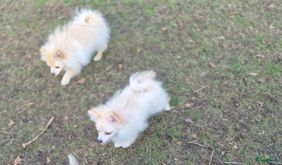 Pomeriaan honden te koop: VREUGDE VOOR ELKE ZORGZAME FAMILIE!!! - Advertentie 3