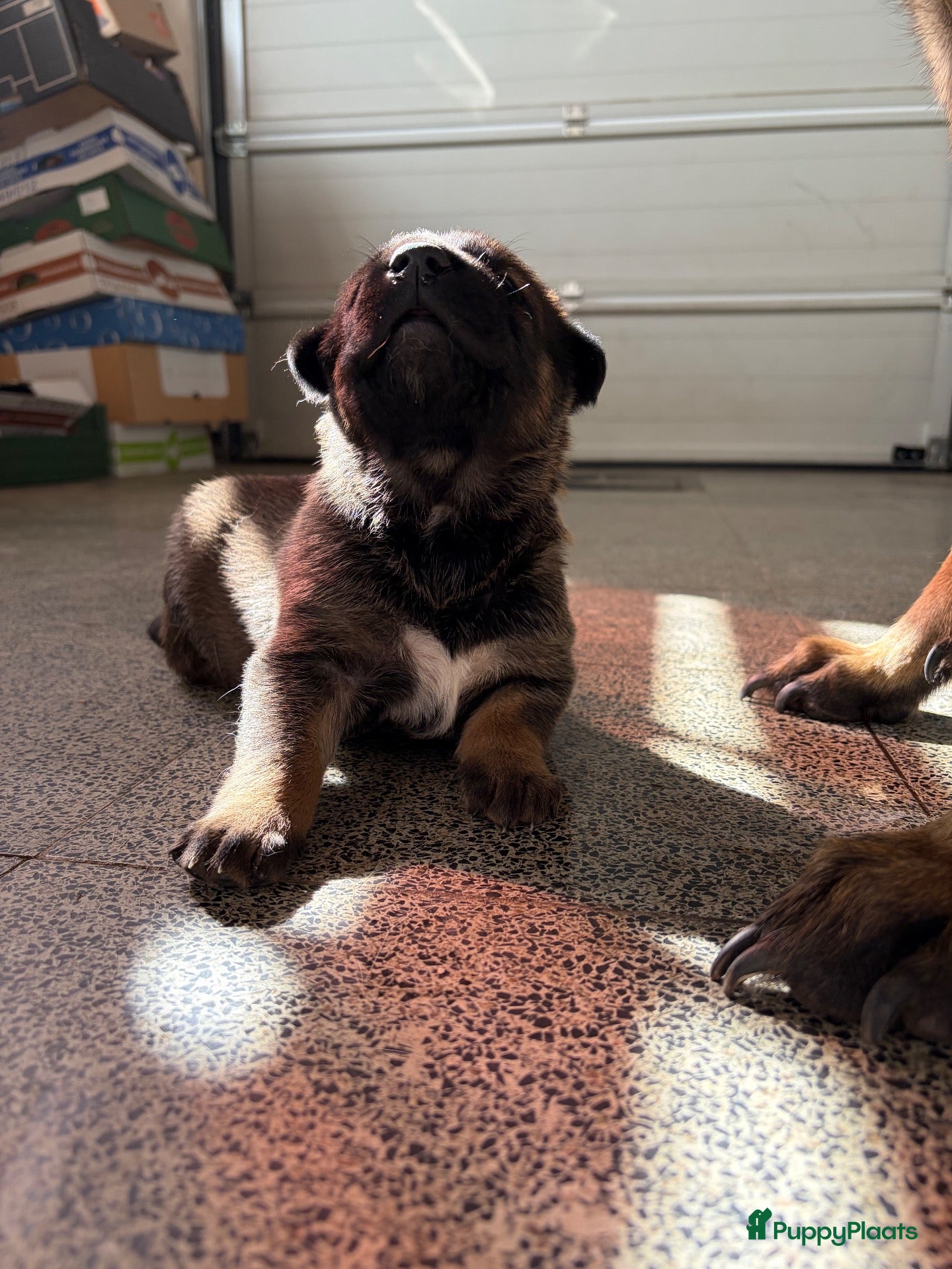 Kruising honden Duitse x mechelse pup - Advertentie 11