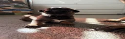 Kruising honden te koop: Duitse x mechelse pup - Advertentie 1