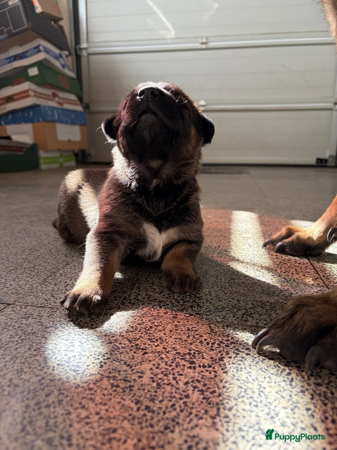 Kruising honden te koop: Duitse x mechelse pup - Advertentie 1