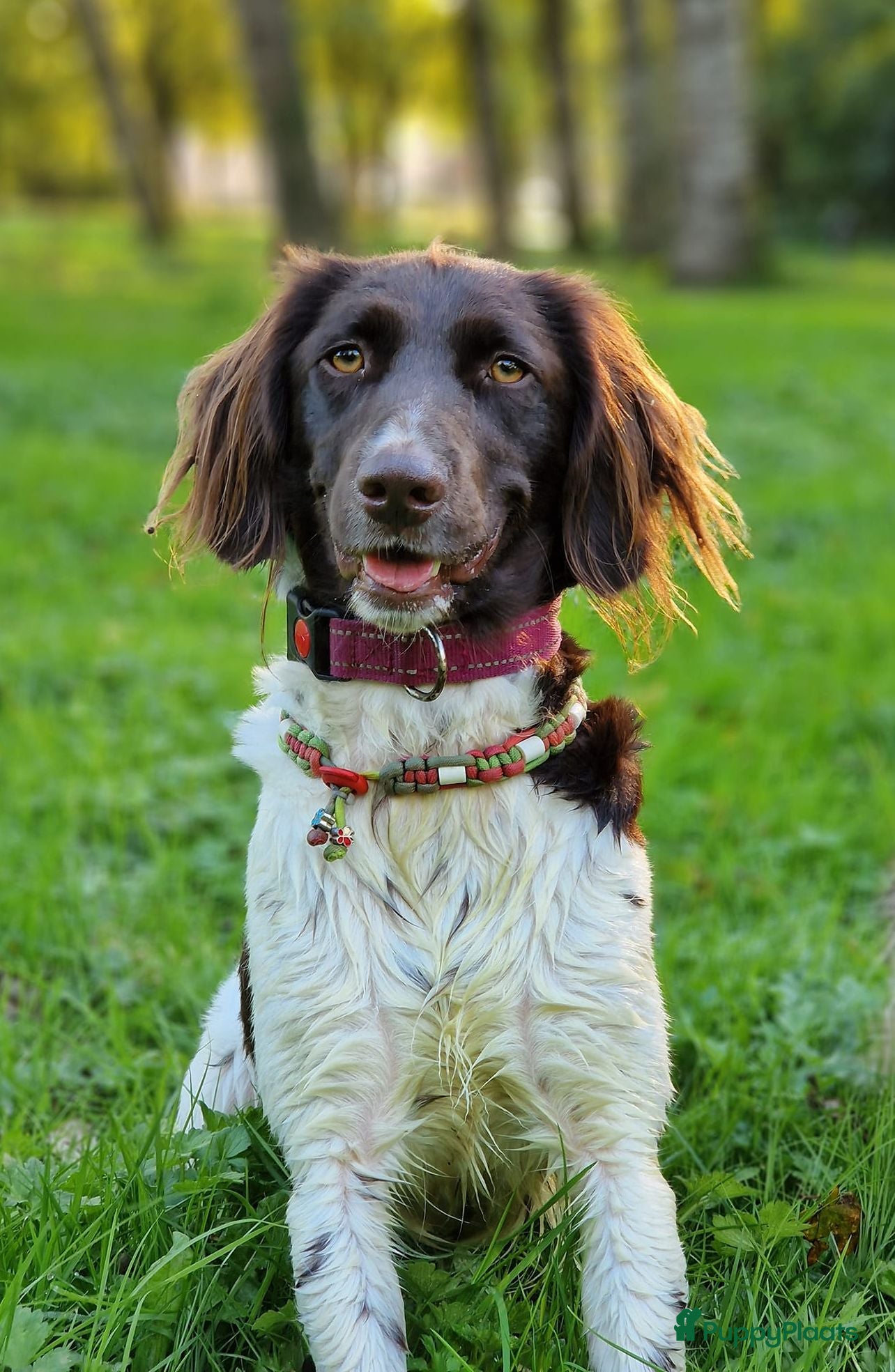 Heidewachtel honden 4 Heidewachtels teefjes - Advertentie 1