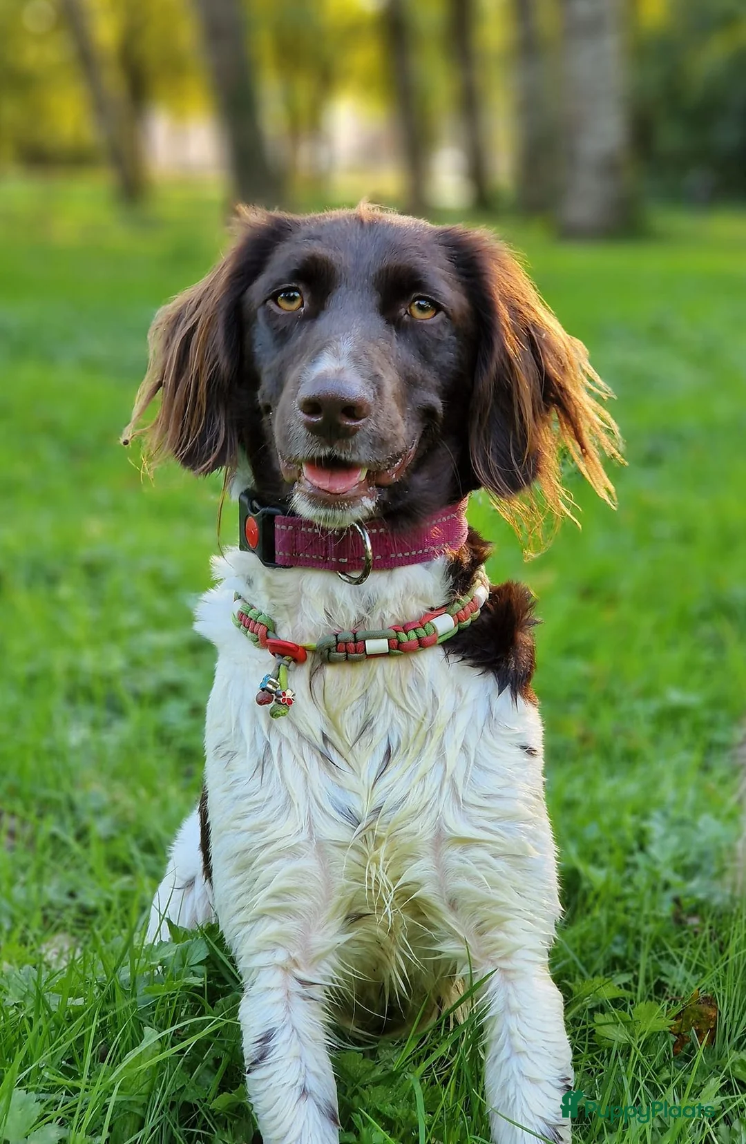 Heidewachtel honden te koop: 4 Heidewachtels teefjes in Middelburg - Advertentie 1