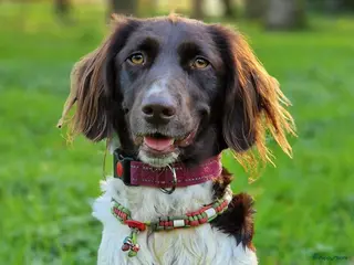 Heidewachtel honden 4 Heidewachtels teefjes - Advertentie 1