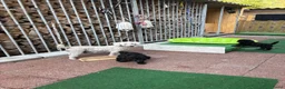 Poedel Toy honden te koop: Toypoedel - Advertentie 4