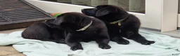 Kruising honden te koop: Wij willen heel graag een forever home in Zevenaar - Advertentie 6