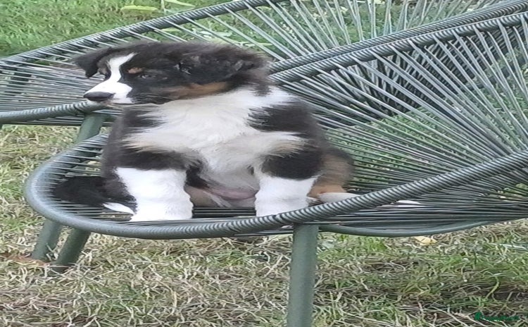Australian Shepherd honden - Advertentie 7