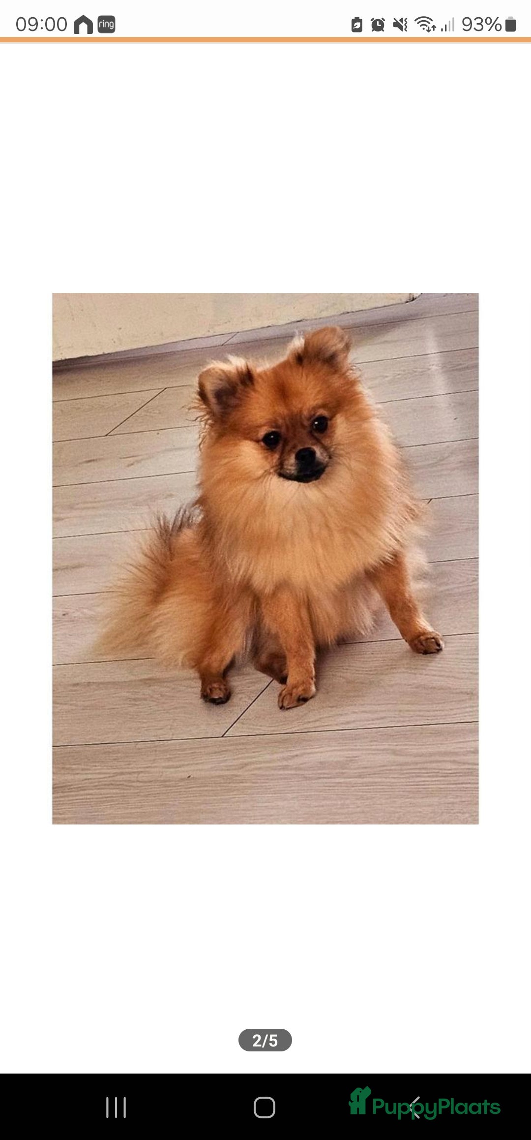 Pomeriaan honden te koop: Pomeriaan teefje  - Advertentie 2