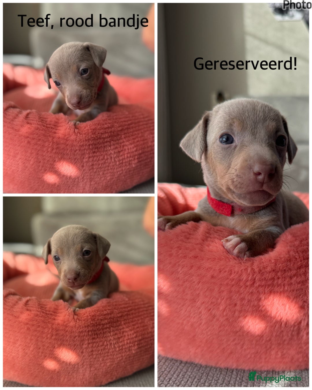 Jack Russel Terriër honden te koop: Jack russel pups - Advertentie 7