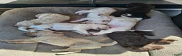 Kruising honden te koop: Leuke medium doodle pups zoeken gouden mandje! - Advertentie 21
