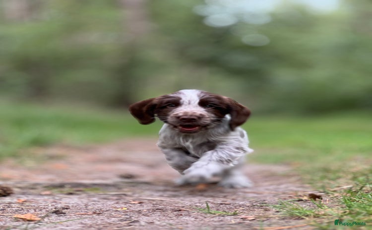 Engelse Cocker Spaniel honden - Advertentie 6