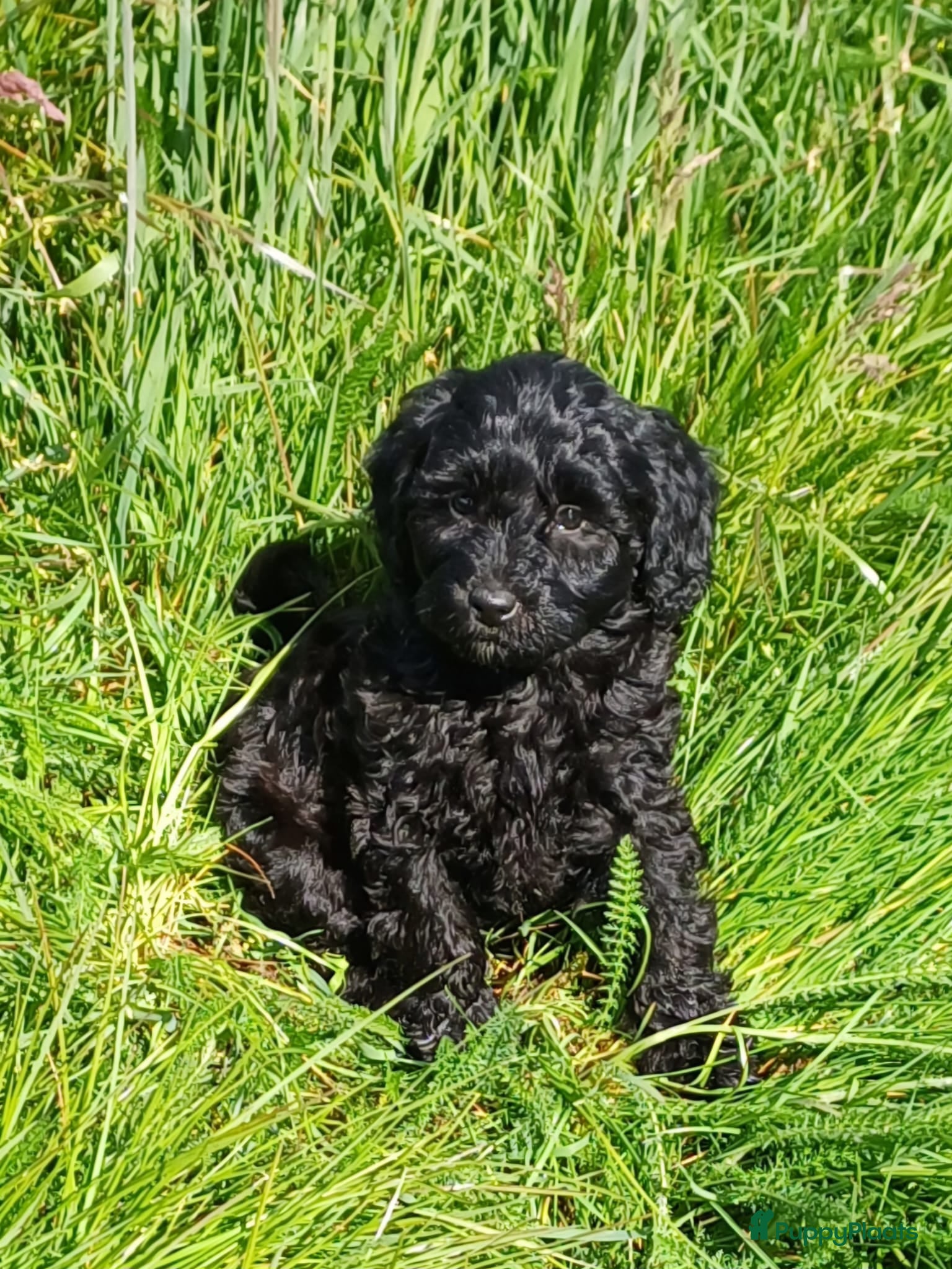 Labradoodle honden te koop: lieve zwarte Labradoodles  - Advertentie 2