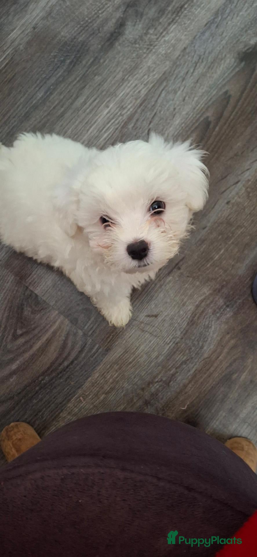 Maltezer honden Twee prachtige pups van 8 weken oud te koop - Advertentie 5